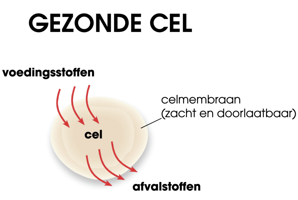 Gezonde cel